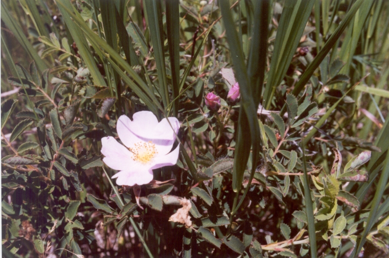 Rosa arkansana (prairie rose) (alternate view 6)
