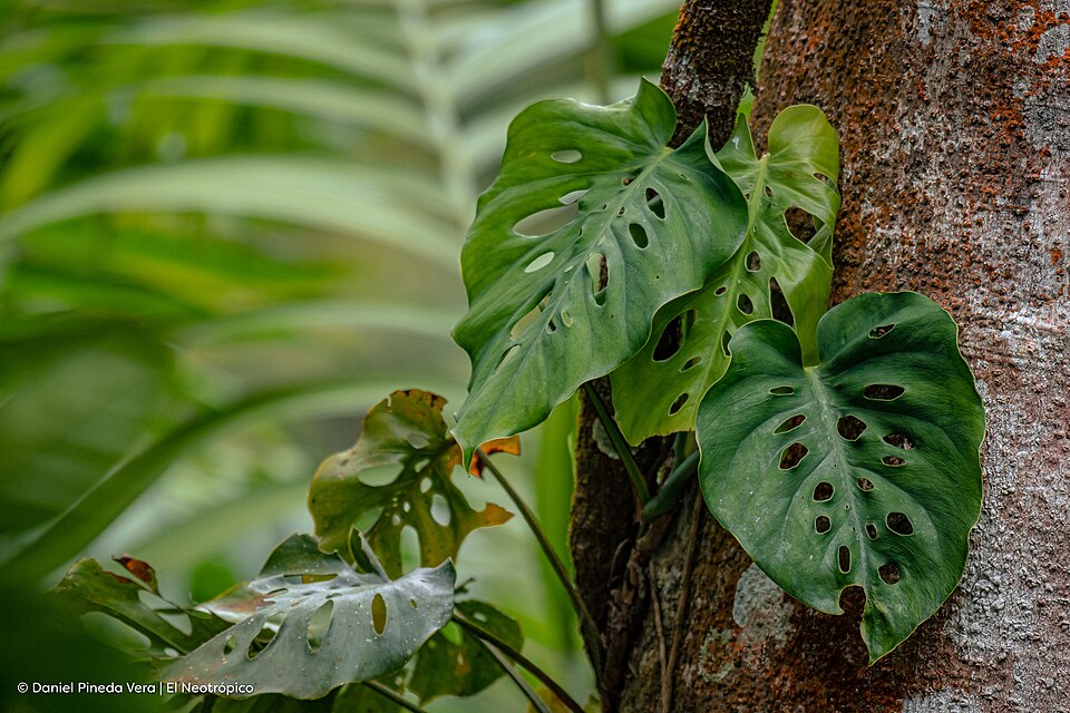 Monstera siltepecana (Silver Monstera) (alternate view 7)