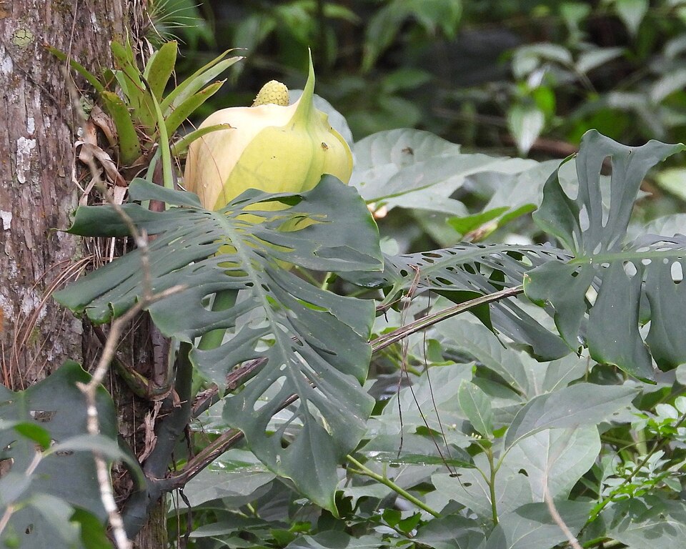 Monstera siltepecana (Silver Monstera) (alternate view 8)