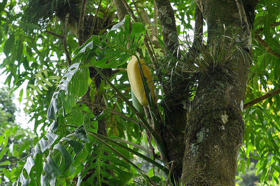 Monstera siltepecana (Silver Monstera) (alternate view 10)