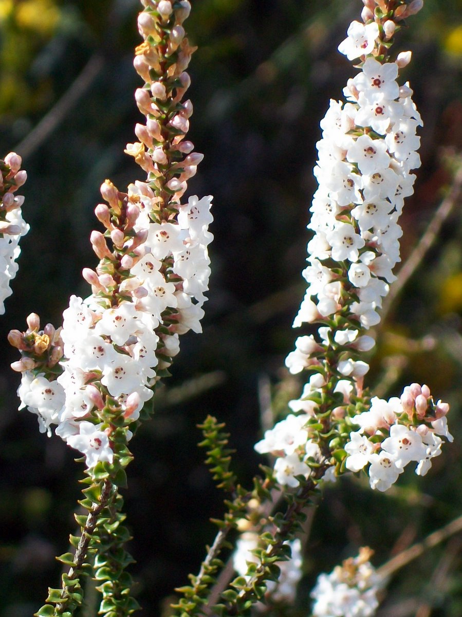 Epacris microphylla (Coral Heath) (alternate view 7)