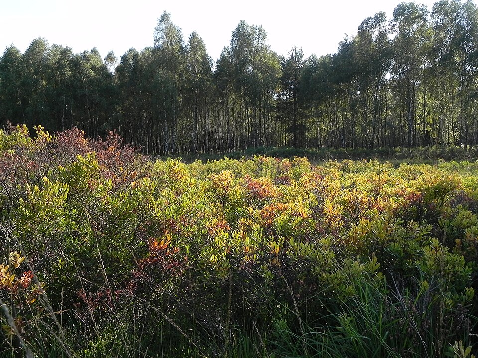 Myrica gale (Sweetgale) (alternate view 12)
