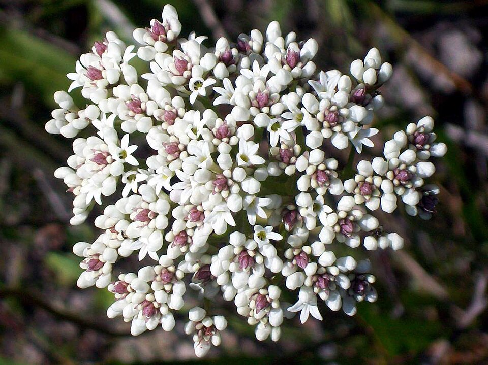 Conospermum longifolium (Smoke Bush)