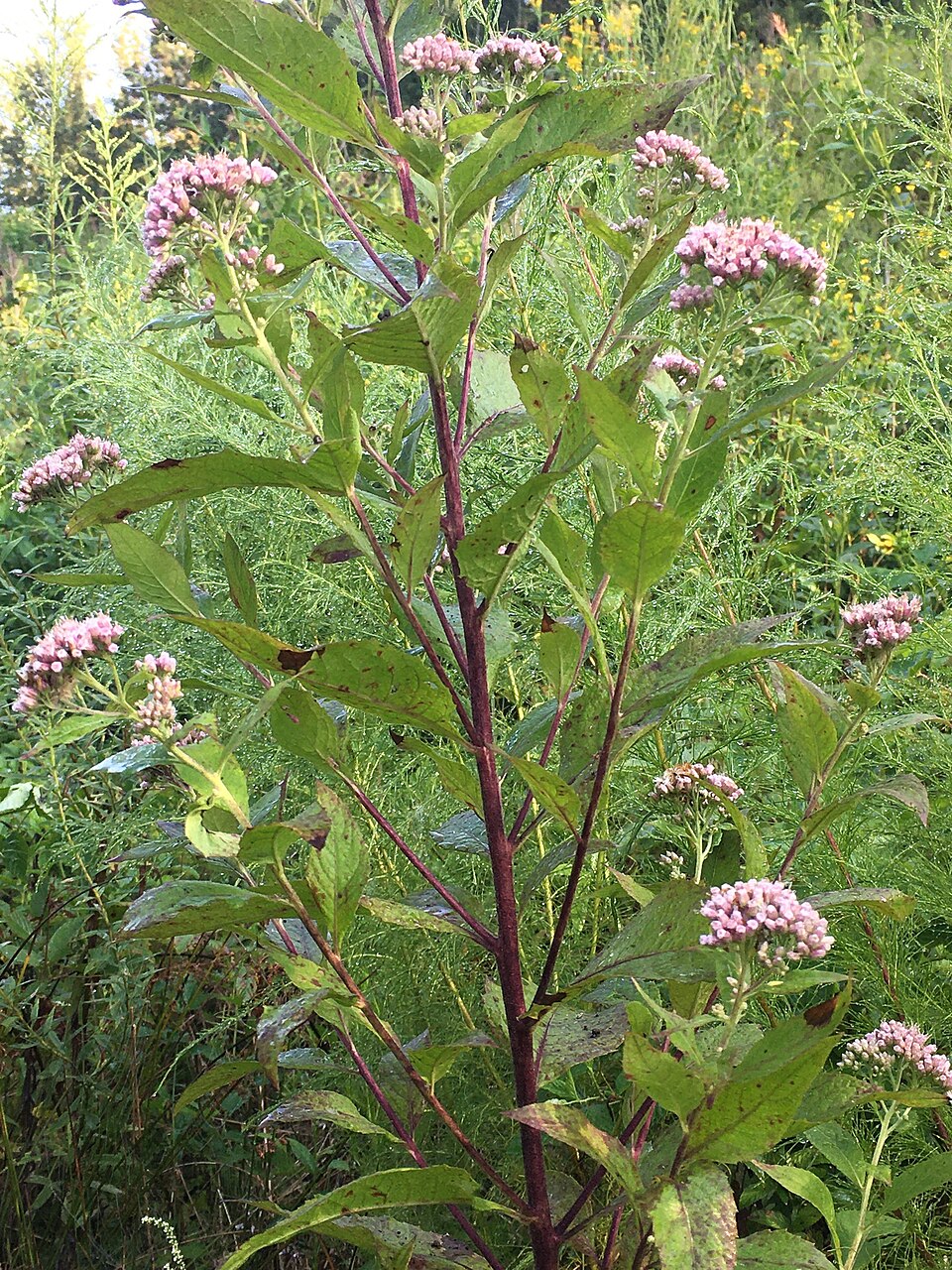 Pluchea camphorata (Camphor-weed) (alternate view 7)
