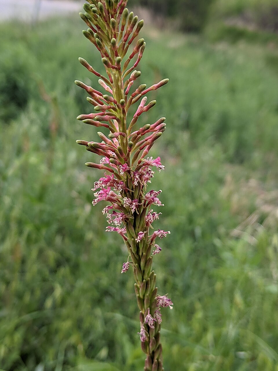 Oenothera curtiflora (velvetweed) (alternate view 3)