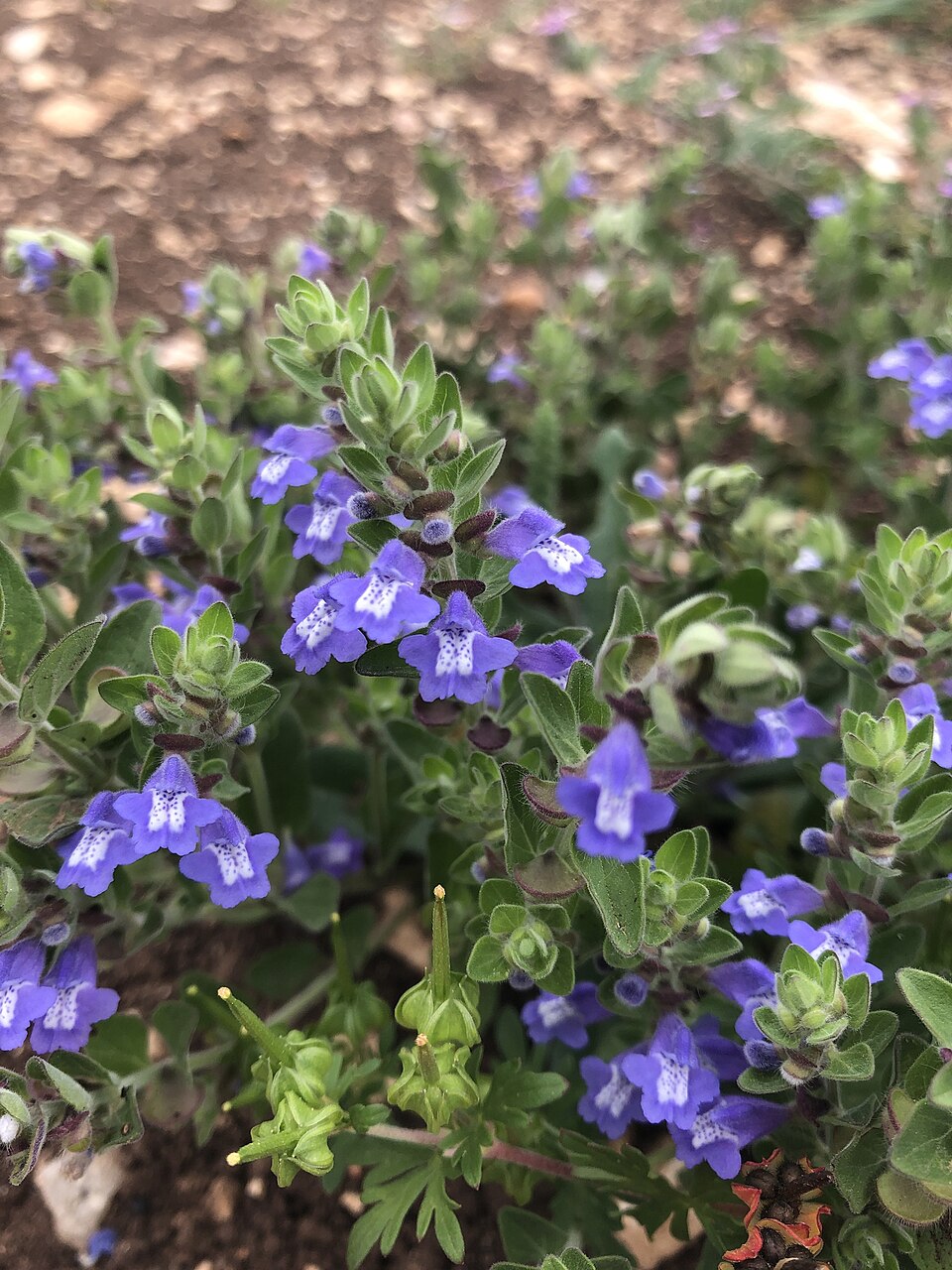 Scutellaria drummondii (Drummond's skullcap) (alternate view 6)