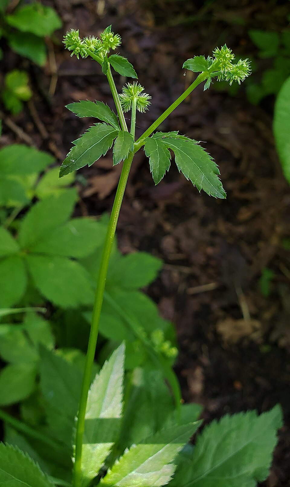 Sanicula canadensis (Black Snakeroot) (alternate view 9)