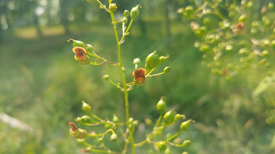 Scrophularia marilandica (late figwort) (alternate view 9)
