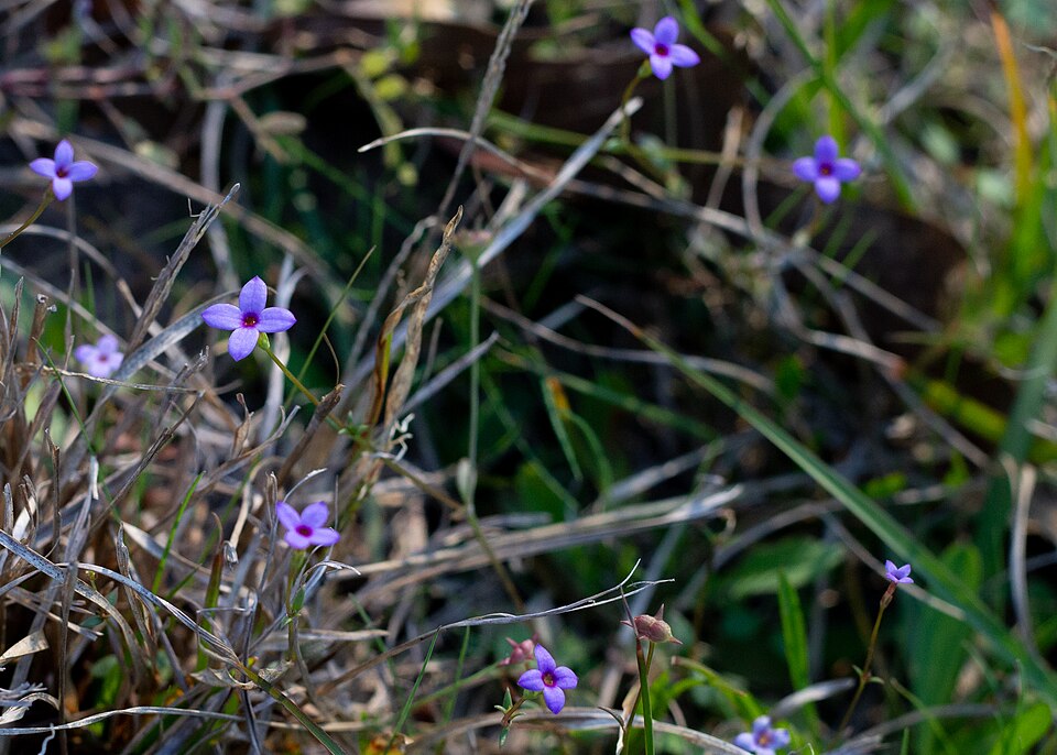 Houstonia (flowering bluets) (alternate view 4)