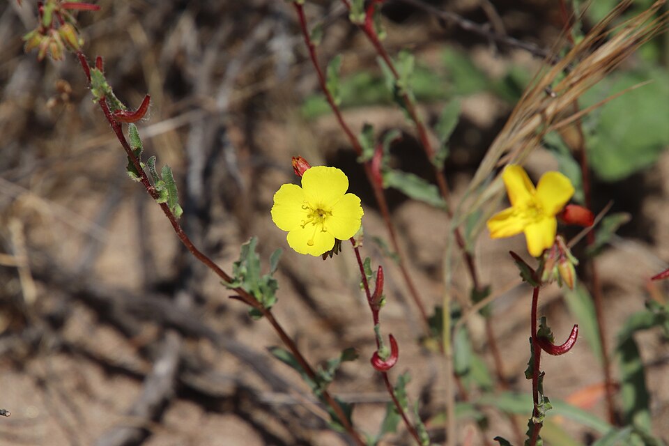 Camissoniopsis bistorta (California sun cup) (alternate view 9)