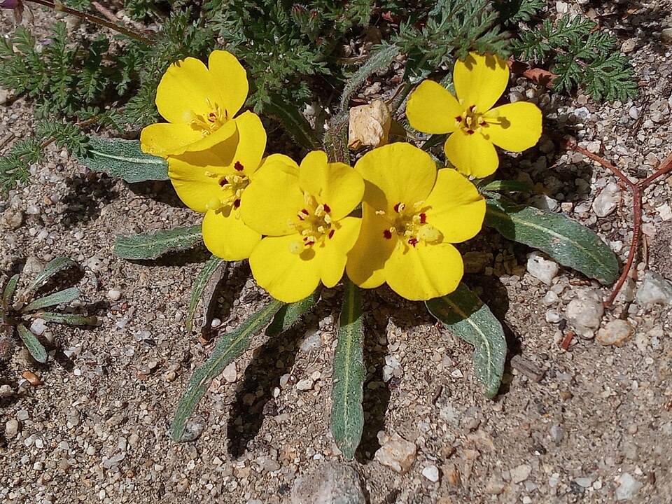 Camissoniopsis bistorta (California sun cup) (alternate view 10)