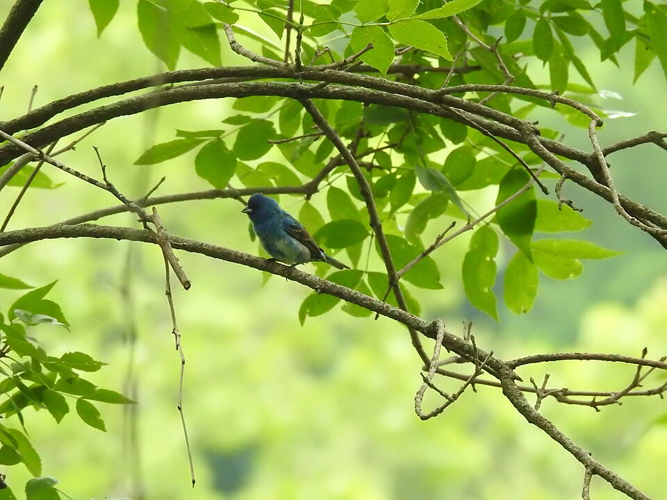 Passerina (Gonnas)