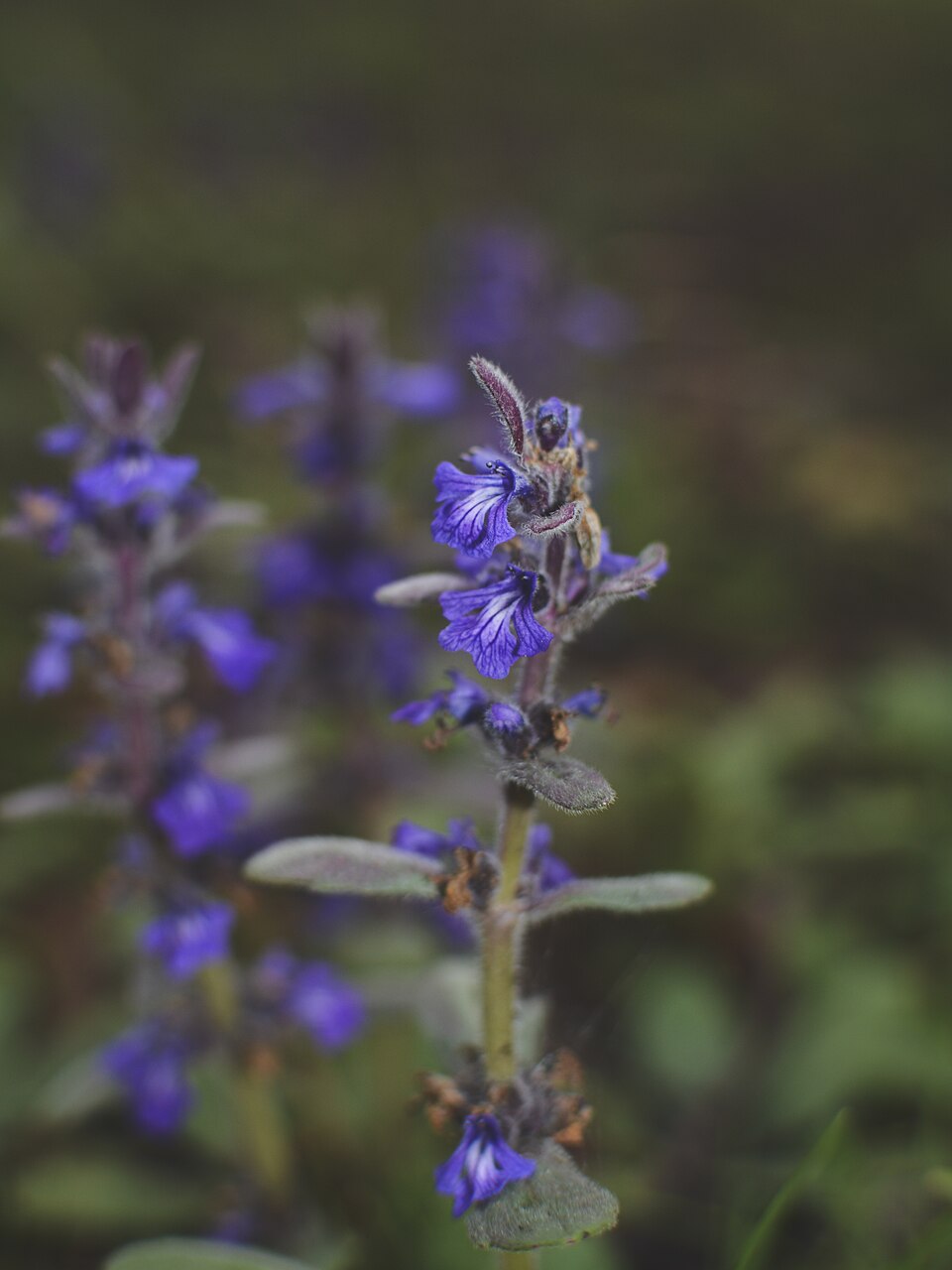 Ajuga australis (Austral Bugle) (alternate view 9)
