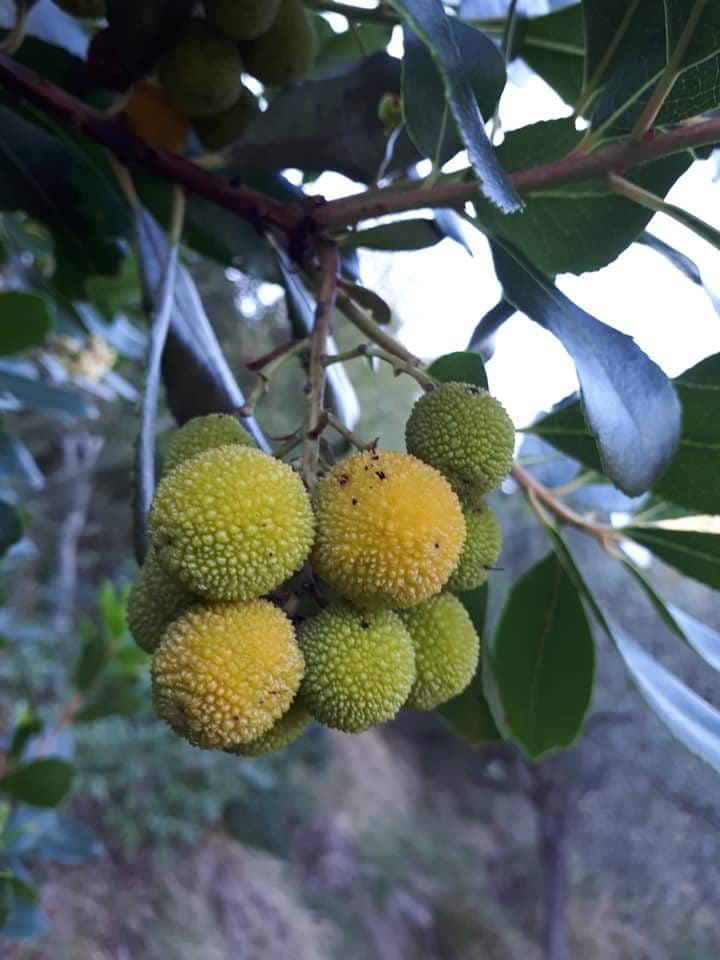 Arbutus (madrones) (alternate view 3)
