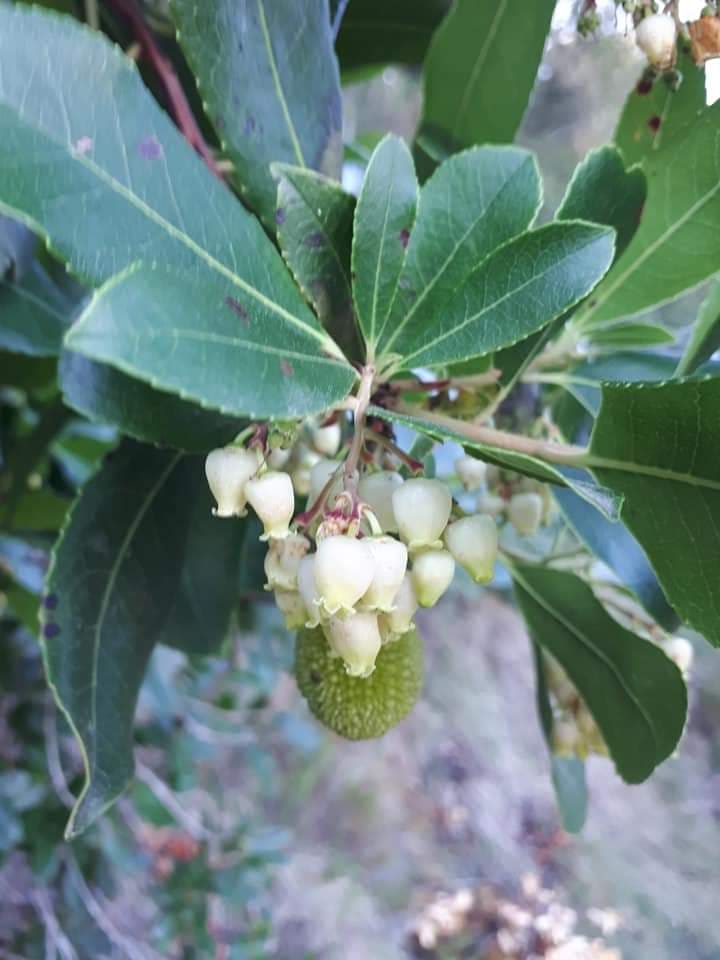 Arbutus (madrones) (alternate view 4)