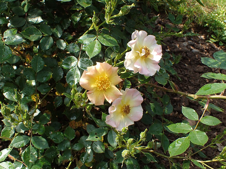 Rosa 'Euphoria' (Euphoria Rose)
