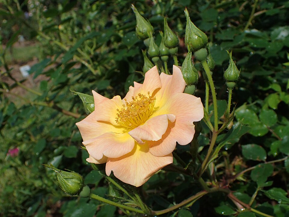 Rosa 'Euphoria' (Euphoria Rose) (alternate view 2)