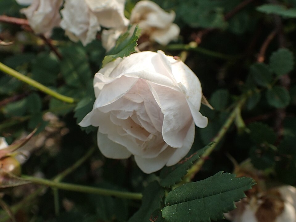 Rosa spinosissima 'Falkland' (alternate view 4)