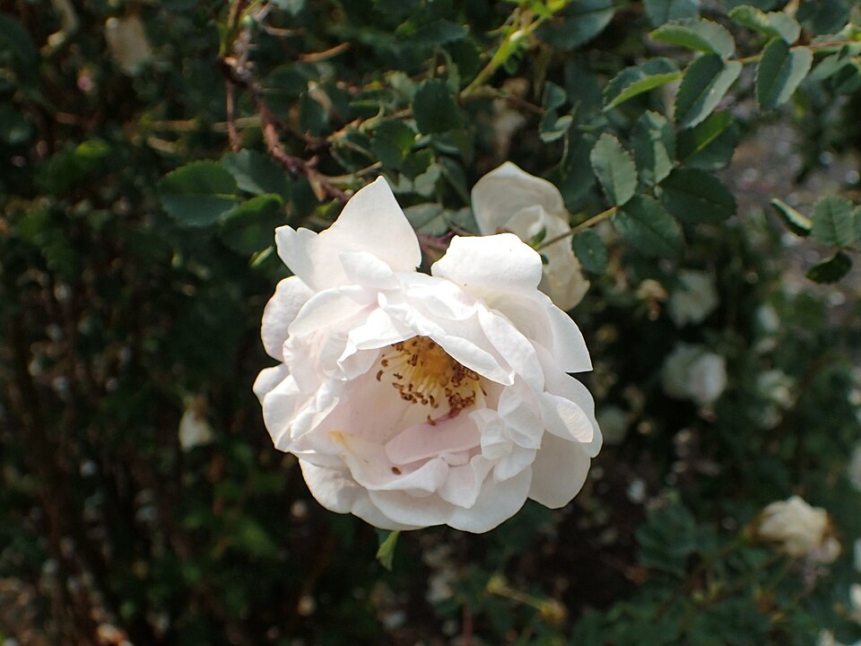 Rosa spinosissima 'Falkland' (alternate view 5)