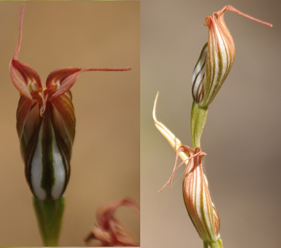 Pterostylis recurva (jug orchid) (alternate view 3)