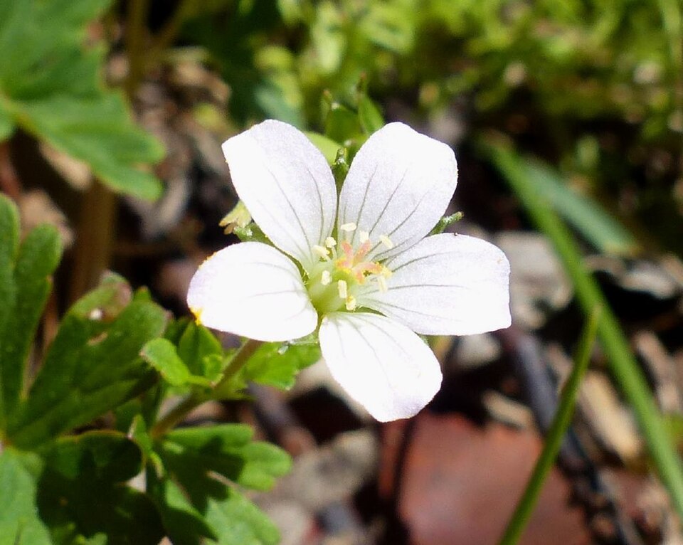 Geranium potentilloides (cinquefoil geranium) (alternate view 9)