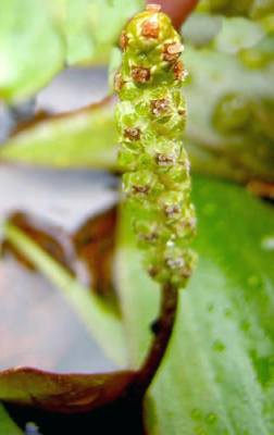 Potamogeton polygonifolius (Bog Pondweed)