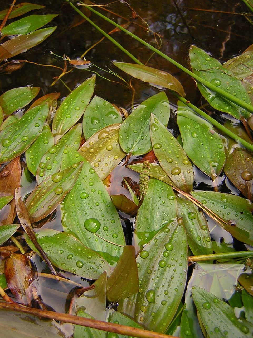 Potamogeton polygonifolius (Bog Pondweed)