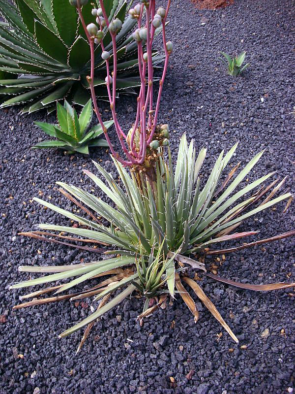 Agave geminiflora (Twin Flower Agave Plant) (alternate view 4)