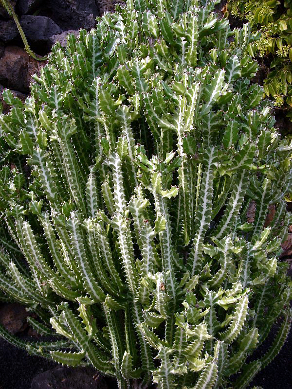 Euphorbia lactea (Dragon Bones) (alternate view 9)