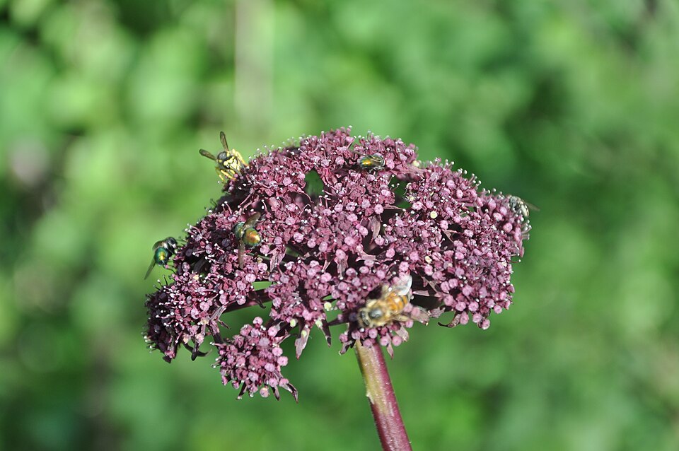 Angelica gigas (Korean Angelica) (alternate view 9)