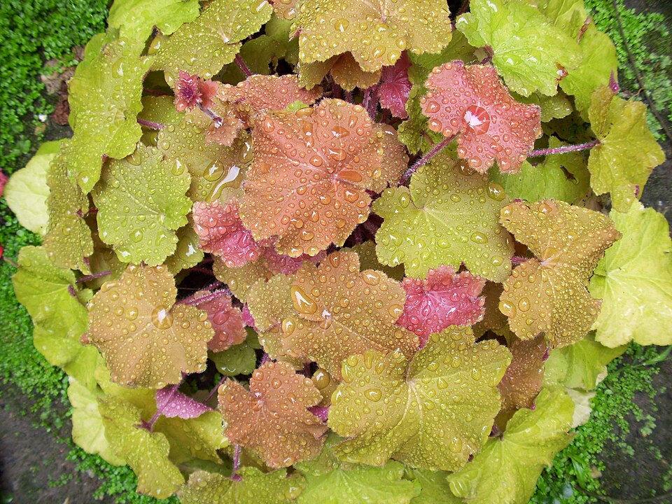 Heuchera villosa 'Caramel' (Caramel Heuchera) (alternate view 2)