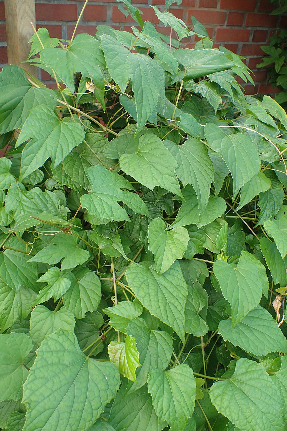 Ampelopsis cordata (heart leaf peppervine) (alternate view 9)