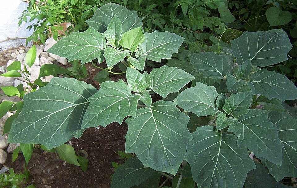 Datura wrightii (Sacred Datura)