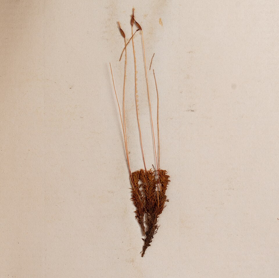 Barbula calycina
