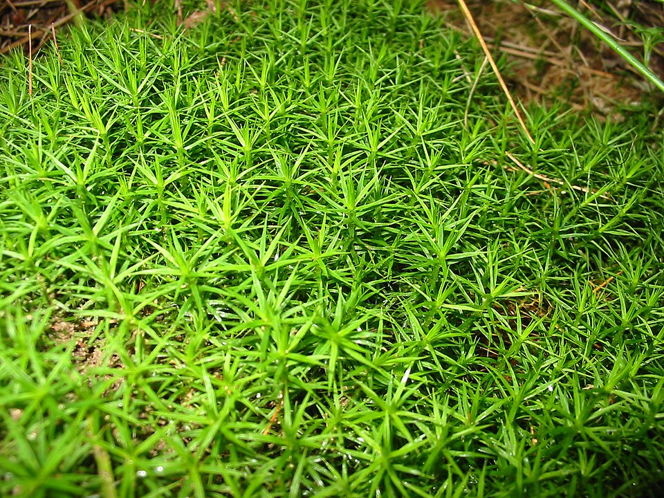 Polytrichum formosum (Bank Haircap Moss)