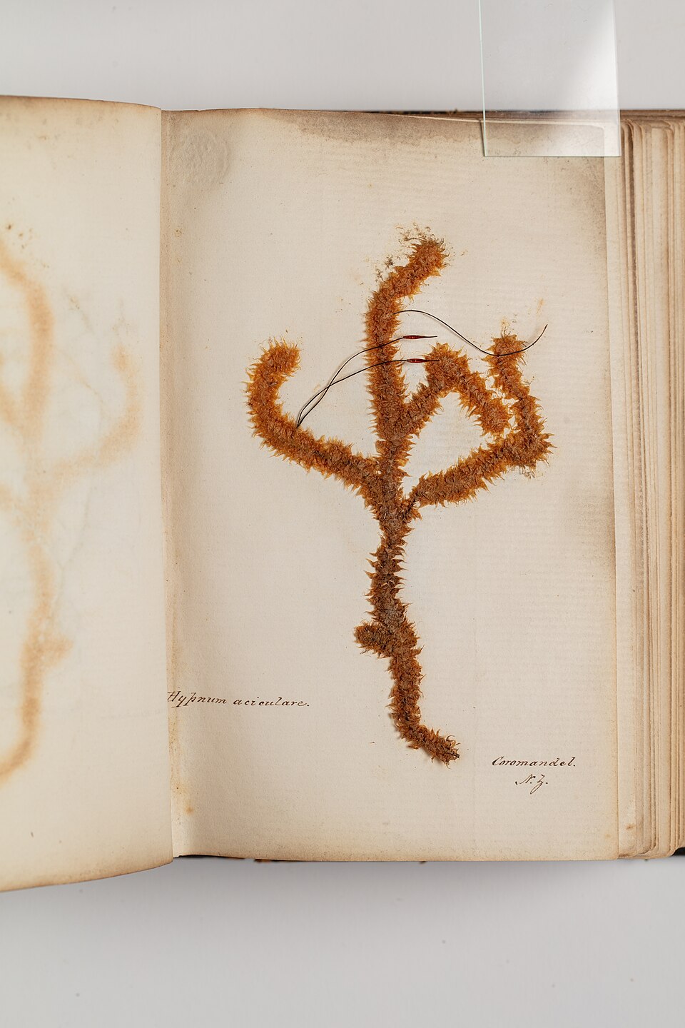 Ptychomnion aciculare (pipe-cleaner moss) (alternate view 4)