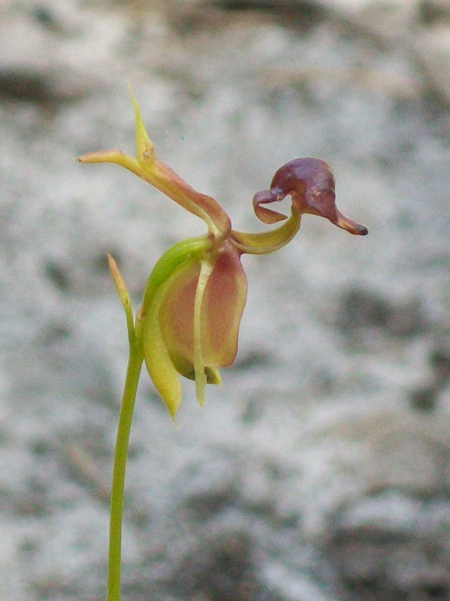 Caleana major (Large Flying Duck Orchid) (alternate view 3)