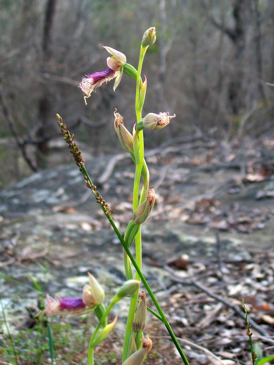 Calochilus robertsonii (Purple Beard Orchid) (alternate view 3)
