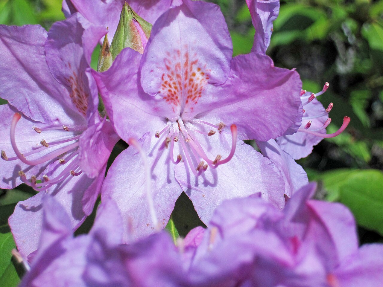Rhododendron catawbiense, Catawba rhododendron — mounding evergreen (Ericaceae) (image 9 of 10)