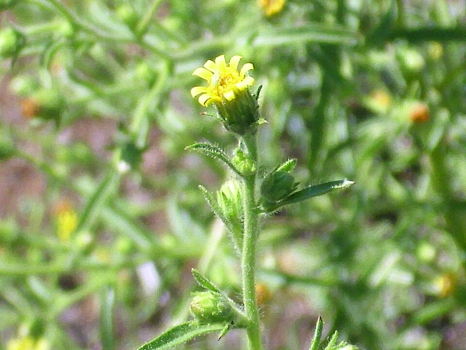 Dittrichia graveolens (Stinkwort) (alternate view 7)