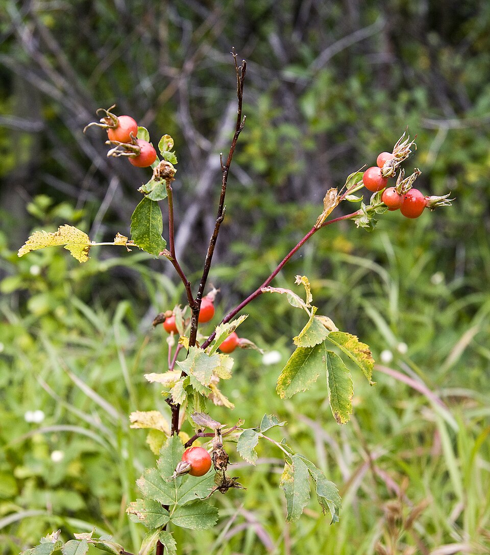 Rosa nutkana (Nootka rose) (alternate view 9)