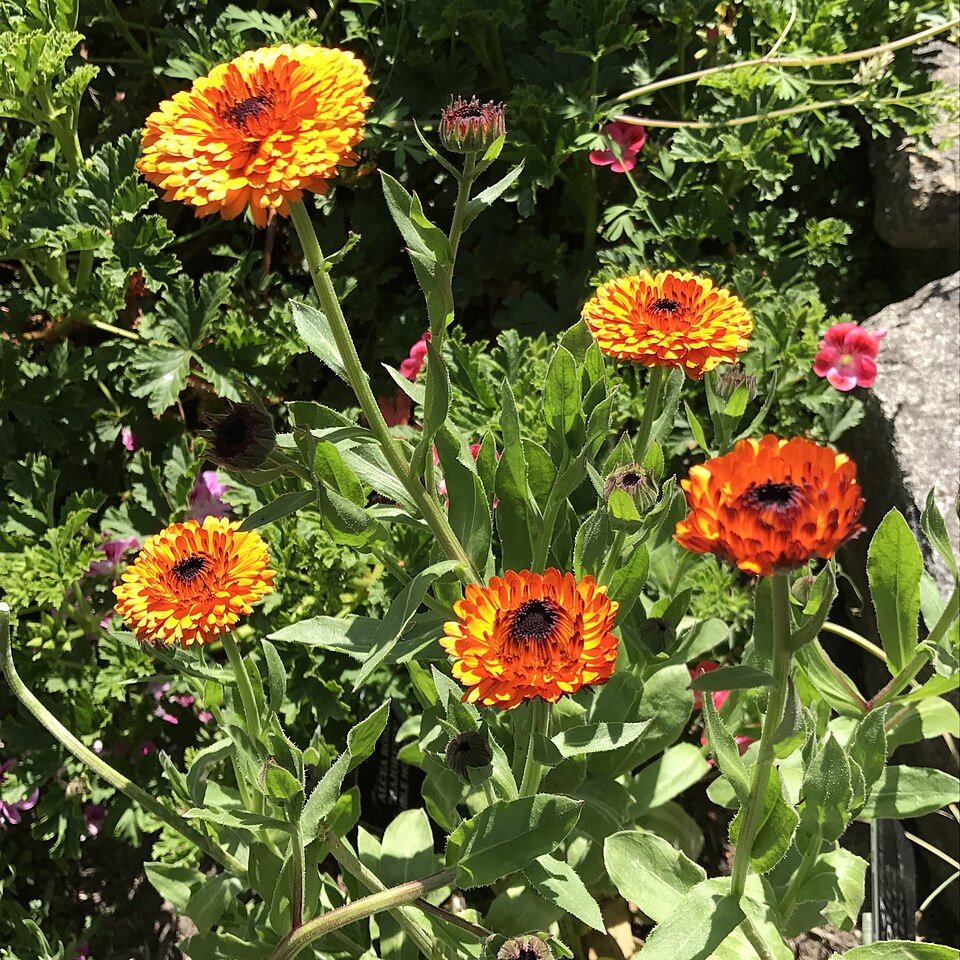 Calendula (marigolds) (alternate view 3)