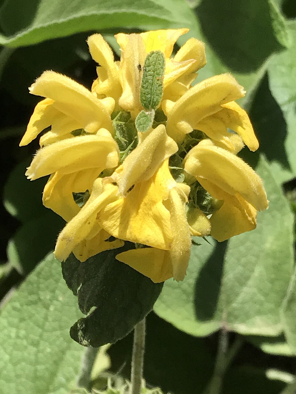 Phlomis (Lampwicks) (alternate view 6)