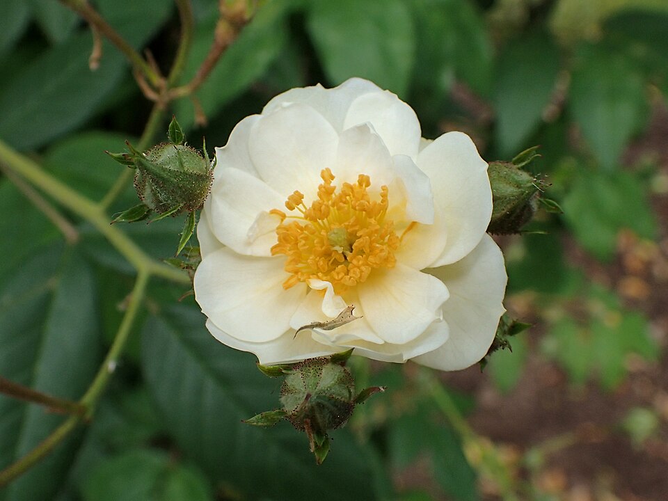 Rosa 'Seagull' (Seagull Rose) (alternate view 5)