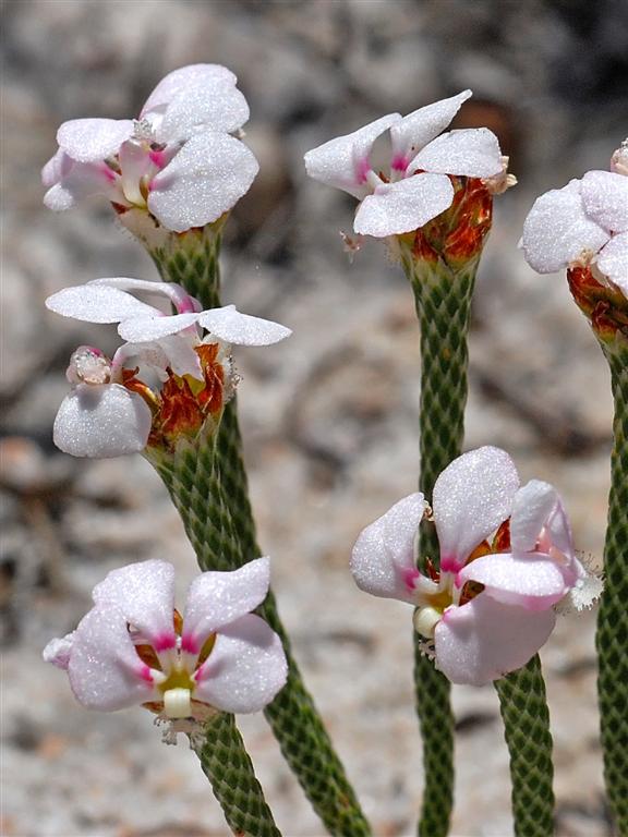 Stylidium (Triggerplants)