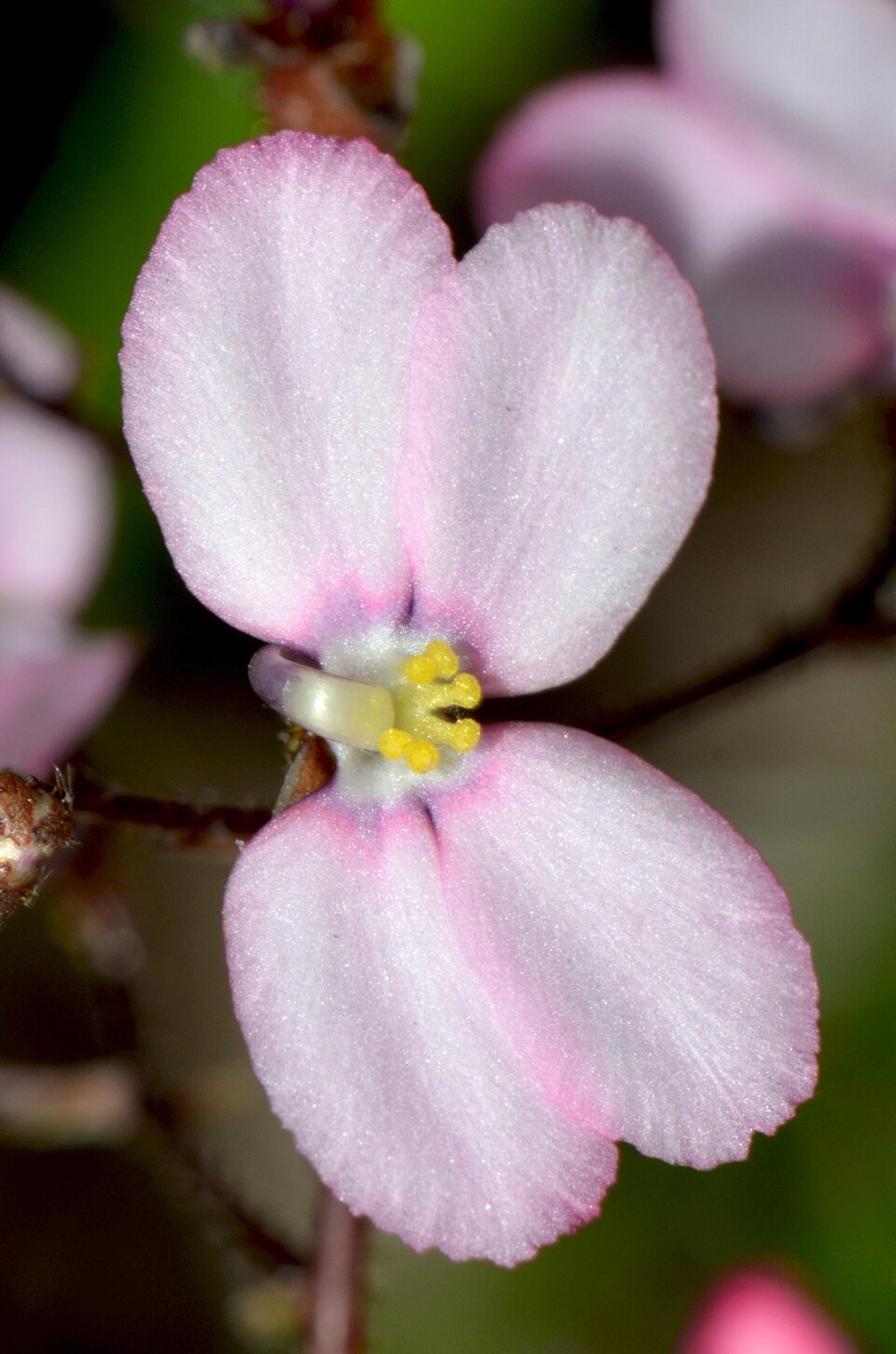 Stylidium (Triggerplants) (alternate view 2)