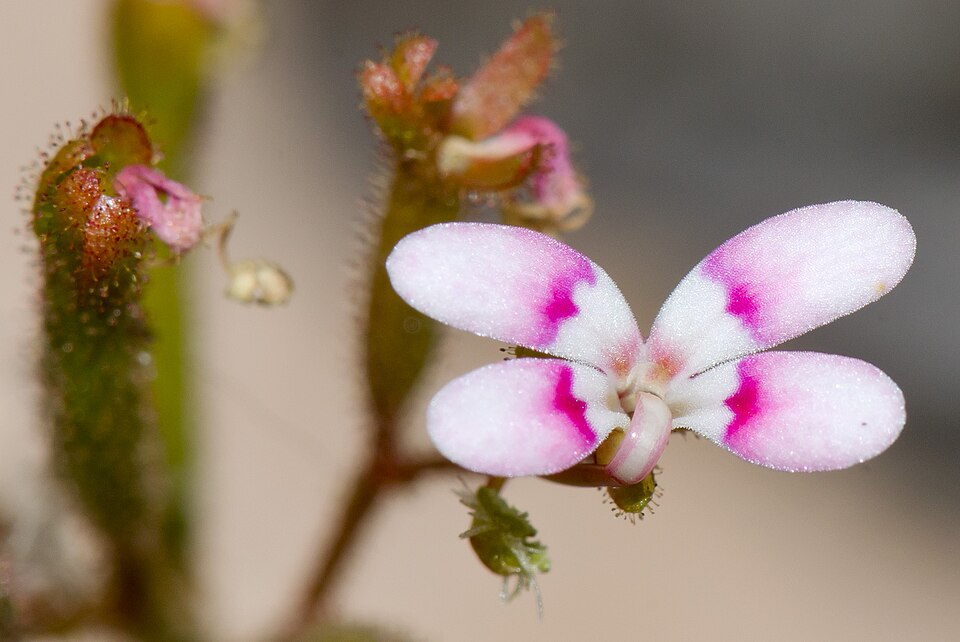 Stylidium (Triggerplants) (alternate view 3)
