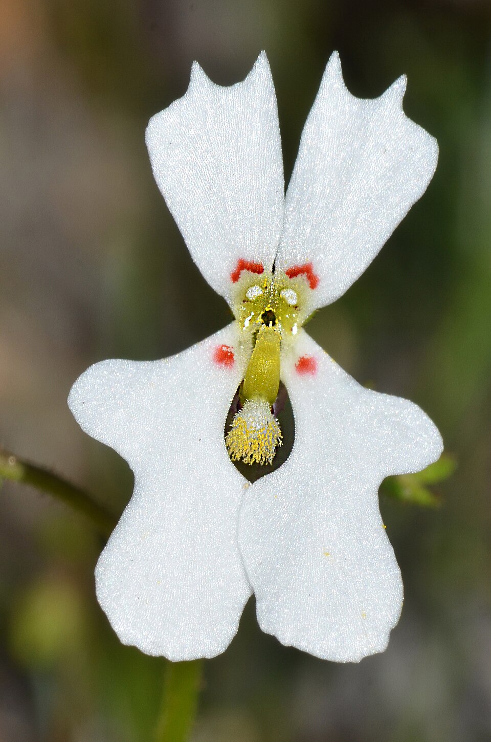 Stylidium (Triggerplants) (alternate view 4)