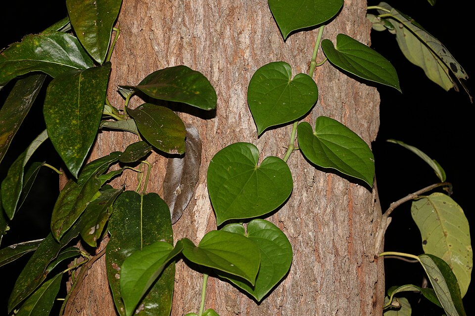 Piper hederaceum (Australian Pepper Vine)