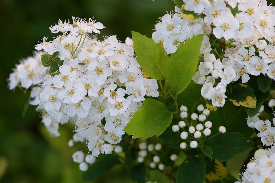 Spiraea × vanhouttei (Vanhoutte spirea) (alternate view 8)